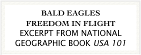 BALD EAGLES
FREEDOM IN FLIGHT
EXCERPT FROM NATIONAL GEOGRAPHIC BOOK USA 101